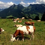 MTB Route 2 (Panoramic Route): Section 13 (Charmey-Les Paccots)