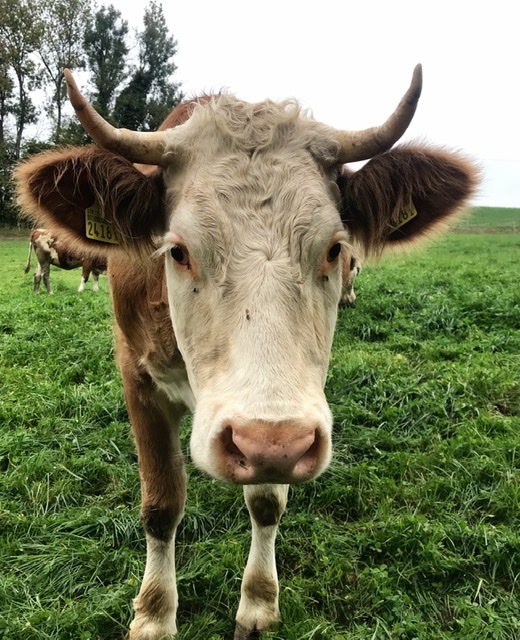 F5EC64AF-12AD-4BDC-96D8-956CBA3EC2E4